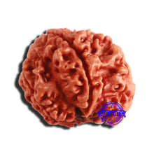 Load image into Gallery viewer, 7 Mukhi Nepalese Ganesha Rudraksha - Bead No 510
