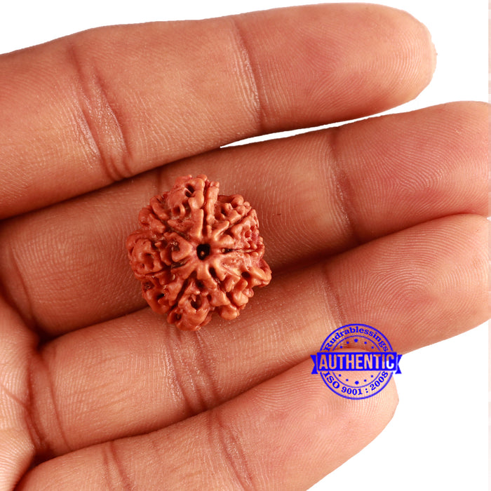 7 Mukhi Nepalese Ganesha Rudraksha - Bead No 511