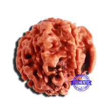 Load image into Gallery viewer, 7 Mukhi Nepalese Ganesha Rudraksha - Bead No 511
