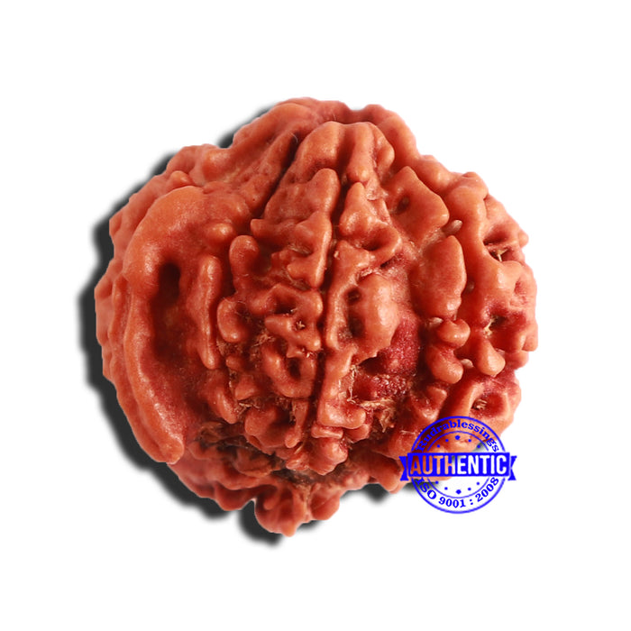 7 Mukhi Nepalese Ganesha Rudraksha - Bead No 511