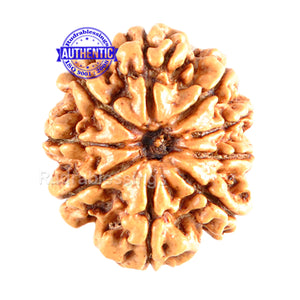 9 Mukhi Nepalese Rudraksha - Bead No. 91