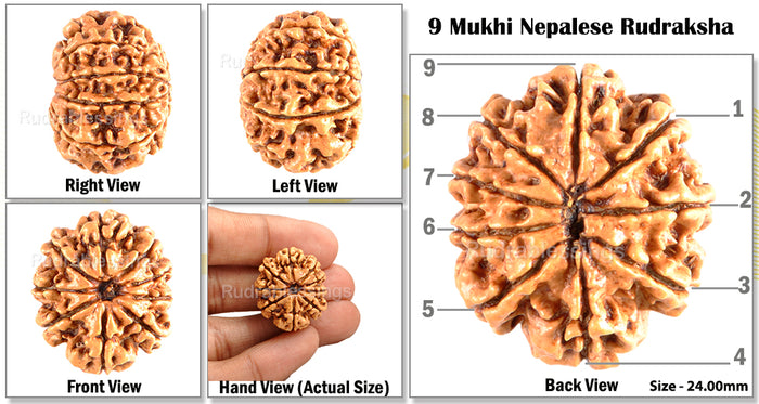 9 Mukhi Nepalese Rudraksha - Bead No. 91