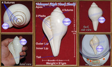 Load image into Gallery viewer, Valampuri Shankh - 91gms
