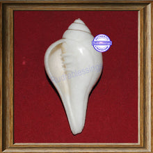 Load image into Gallery viewer, Valampuri Shankh - 91gms
