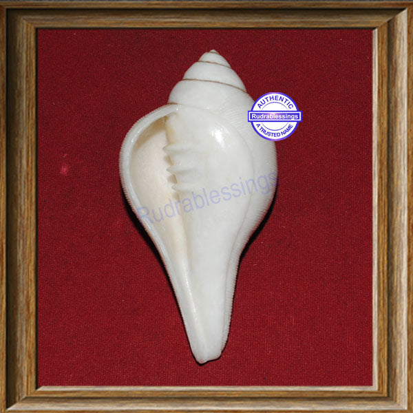 Valampuri Shankh - 91gms