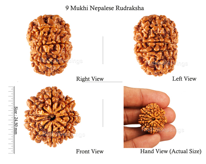 9 Mukhi Nepalese Rudraksha - Bead No. 95