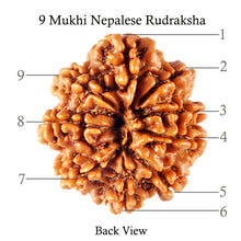 Load image into Gallery viewer, 9 Mukhi Nepalese Rudraksha - Bead No. 95
