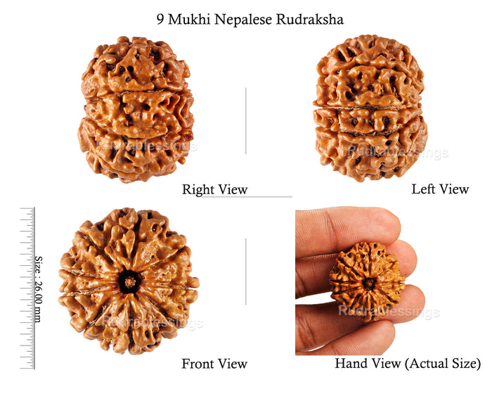 9 Mukhi Nepalese Rudraksha - Bead No. 98