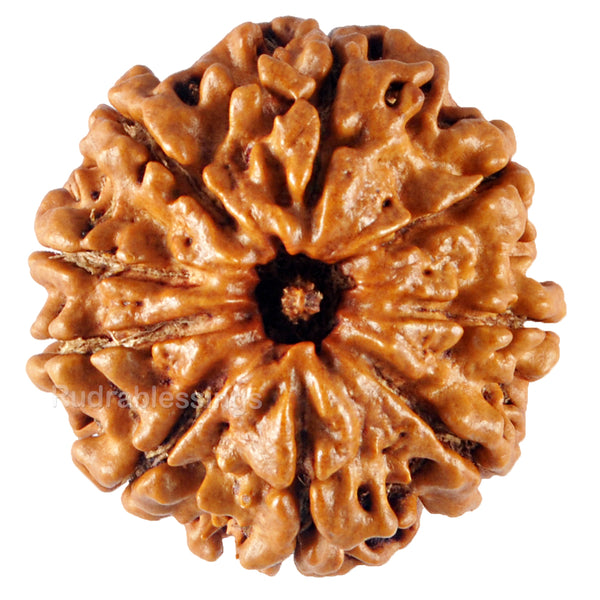 9 Mukhi Nepalese Rudraksha - Bead No. 98