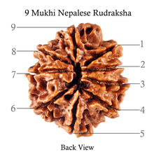 Load image into Gallery viewer, 9 Mukhi Nepalese Rudraksha - Bead No. 99

