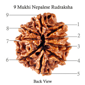 9 Mukhi Nepalese Rudraksha - Bead No. 99