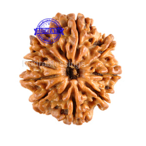 9 Mukhi Nepalese Rudraksha - Bead No. 88