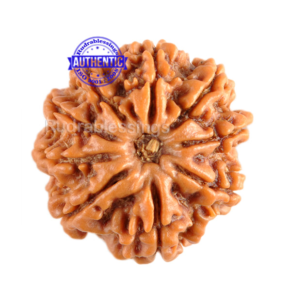 9 Mukhi Nepalese Rudraksha - Bead No. 89
