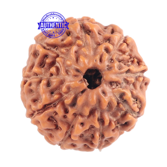 9 Mukhi Rudraksha from Indonesia - Bead No. 168