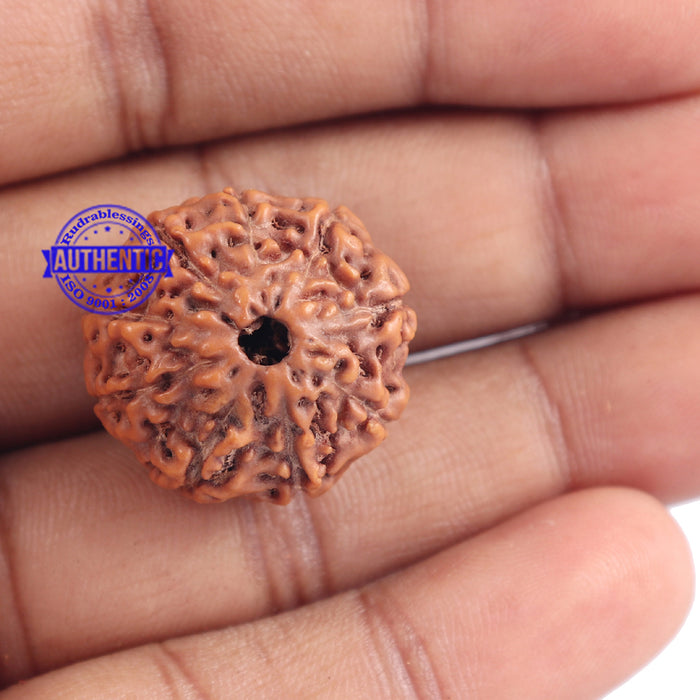 9 Mukhi Rudraksha from Indonesia - Bead No. 168