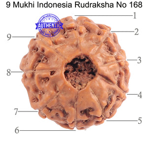 9 Mukhi Rudraksha from Indonesia - Bead No. 168