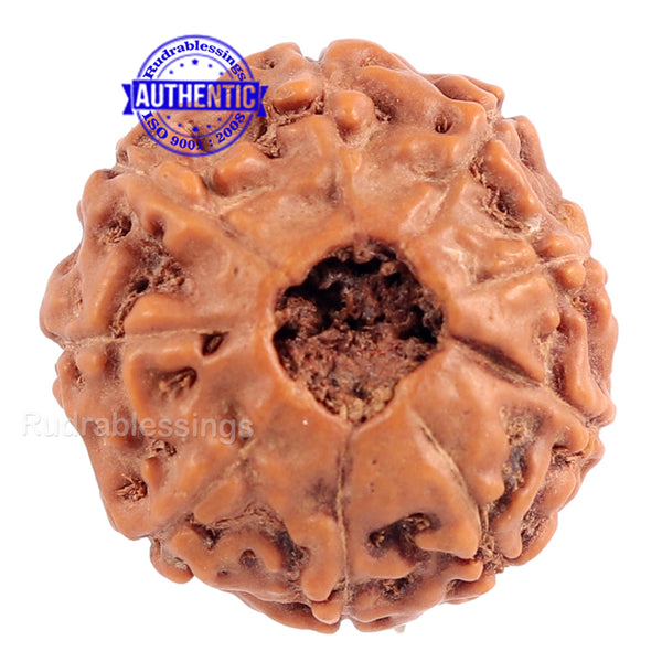 9 Mukhi Rudraksha from Indonesia - Bead No. 168