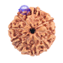 Load image into Gallery viewer, 9 Mukhi Rudraksha from Indonesia - Bead No. 170
