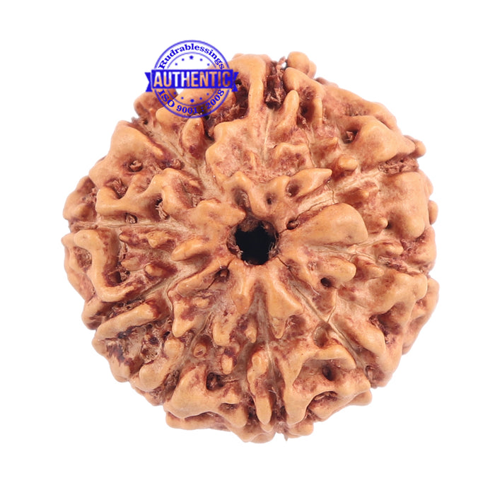 9 Mukhi Rudraksha from Indonesia - Bead No. 170