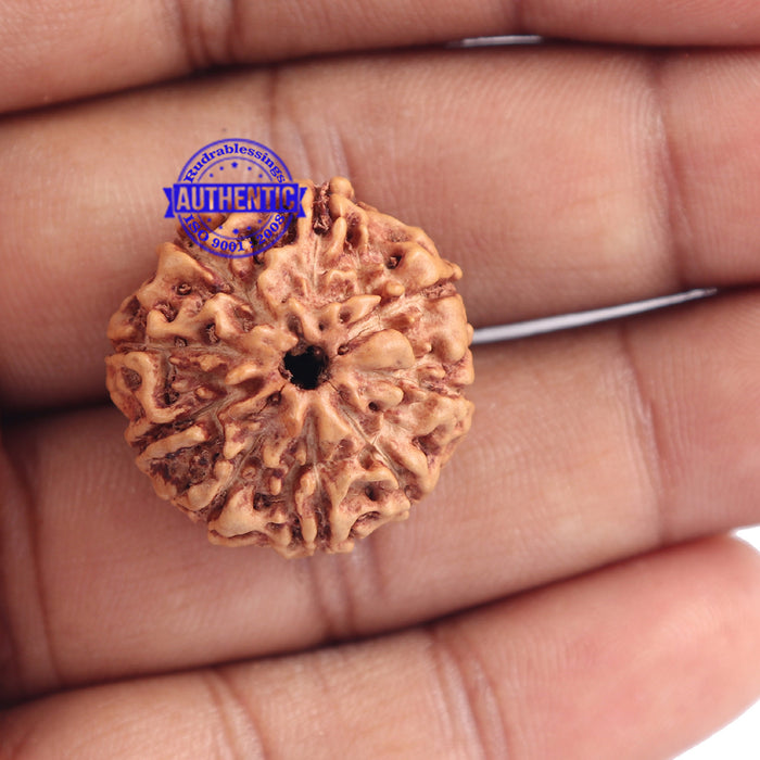 9 Mukhi Rudraksha from Indonesia - Bead No. 170