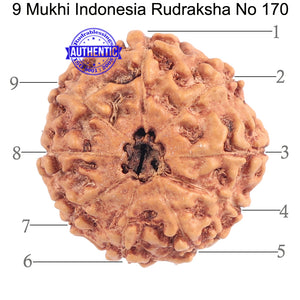 9 Mukhi Rudraksha from Indonesia - Bead No. 170