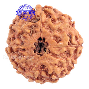 9 Mukhi Rudraksha from Indonesia - Bead No. 170
