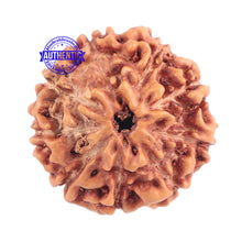 Load image into Gallery viewer, 9 Mukhi Rudraksha from Indonesia - Bead No. 172
