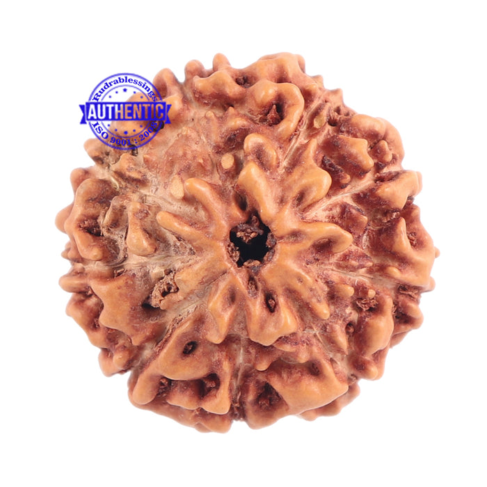 9 Mukhi Rudraksha from Indonesia - Bead No. 172