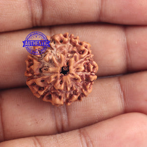 9 Mukhi Rudraksha from Indonesia - Bead No. 172