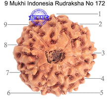 Load image into Gallery viewer, 9 Mukhi Rudraksha from Indonesia - Bead No. 172
