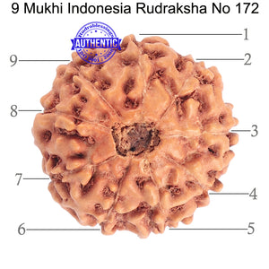 9 Mukhi Rudraksha from Indonesia - Bead No. 172