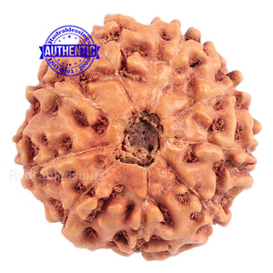 9 Mukhi Rudraksha from Indonesia - Bead No. 172