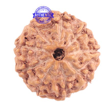 Load image into Gallery viewer, 9 Mukhi Rudraksha from Indonesia - Bead No. 173
