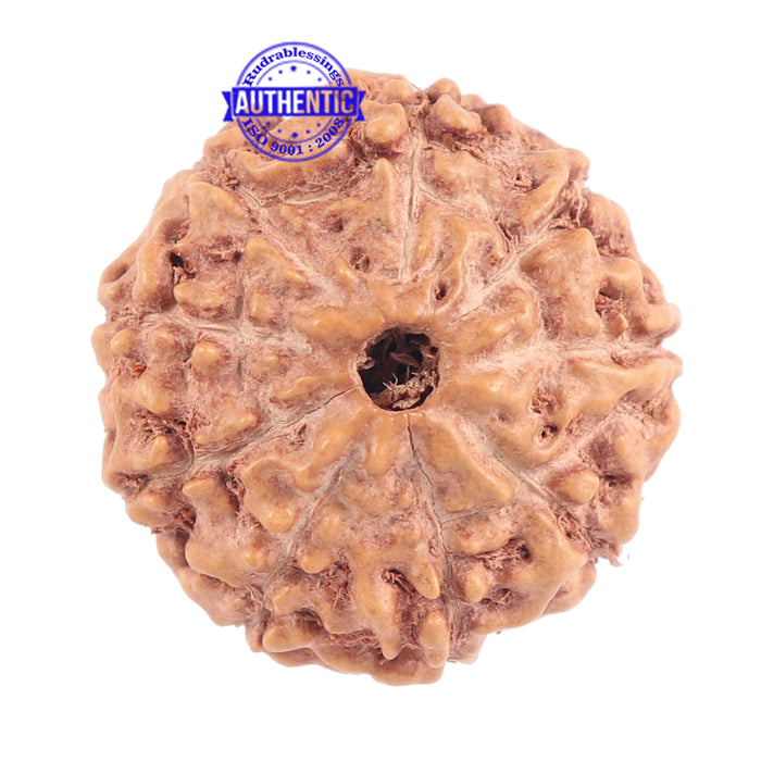 9 Mukhi Rudraksha from Indonesia - Bead No. 173