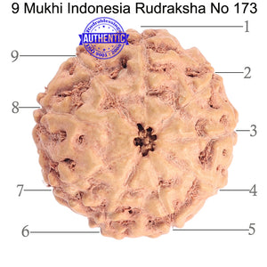 9 Mukhi Rudraksha from Indonesia - Bead No. 173