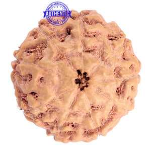9 Mukhi Rudraksha from Indonesia - Bead No. 173