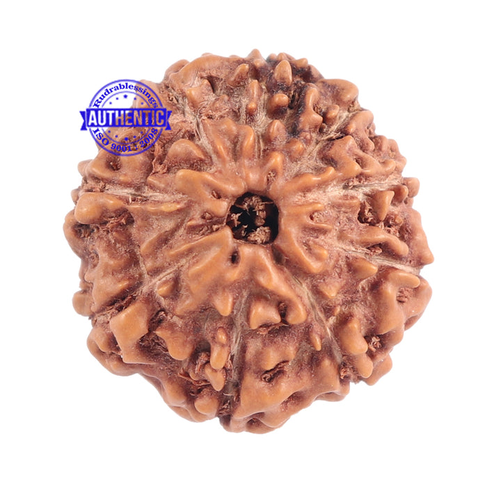9 Mukhi Rudraksha from Indonesia - Bead No. 175