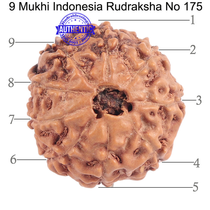 9 Mukhi Rudraksha from Indonesia - Bead No. 175