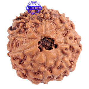 9 Mukhi Rudraksha from Indonesia - Bead No. 175