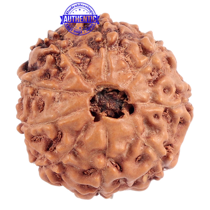 9 Mukhi Rudraksha from Indonesia - Bead No. 175
