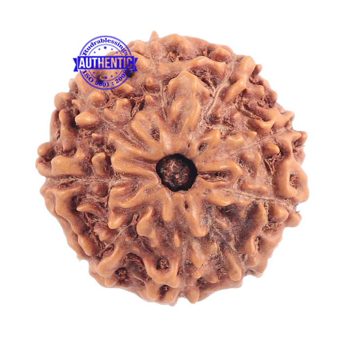 9 Mukhi Rudraksha from Indonesia - Bead No. 177