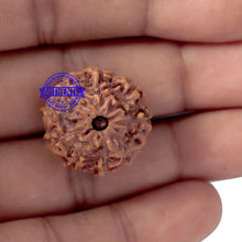 Load image into Gallery viewer, 9 Mukhi Rudraksha from Indonesia - Bead No. 177
