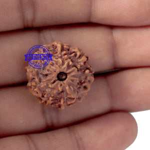 9 Mukhi Rudraksha from Indonesia - Bead No. 177