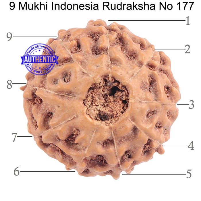 9 Mukhi Rudraksha from Indonesia - Bead No. 177