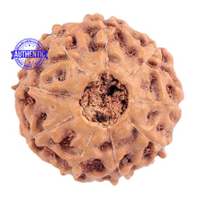 Load image into Gallery viewer, 9 Mukhi Rudraksha from Indonesia - Bead No. 177
