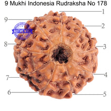 Load image into Gallery viewer, 9 Mukhi Rudraksha from Indonesia - Bead No. 178
