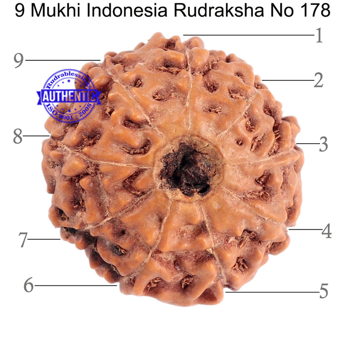 9 Mukhi Rudraksha from Indonesia - Bead No. 178