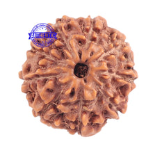 Load image into Gallery viewer, 9 Mukhi Rudraksha from Indonesia - Bead No. 178
