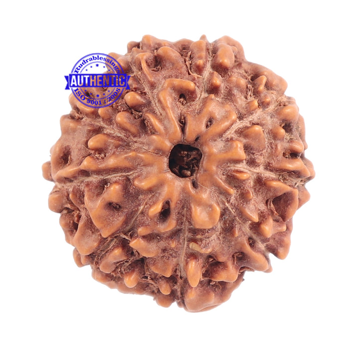 9 Mukhi Rudraksha from Indonesia - Bead No. 178