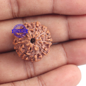 9 Mukhi Rudraksha from Indonesia - Bead No. 178